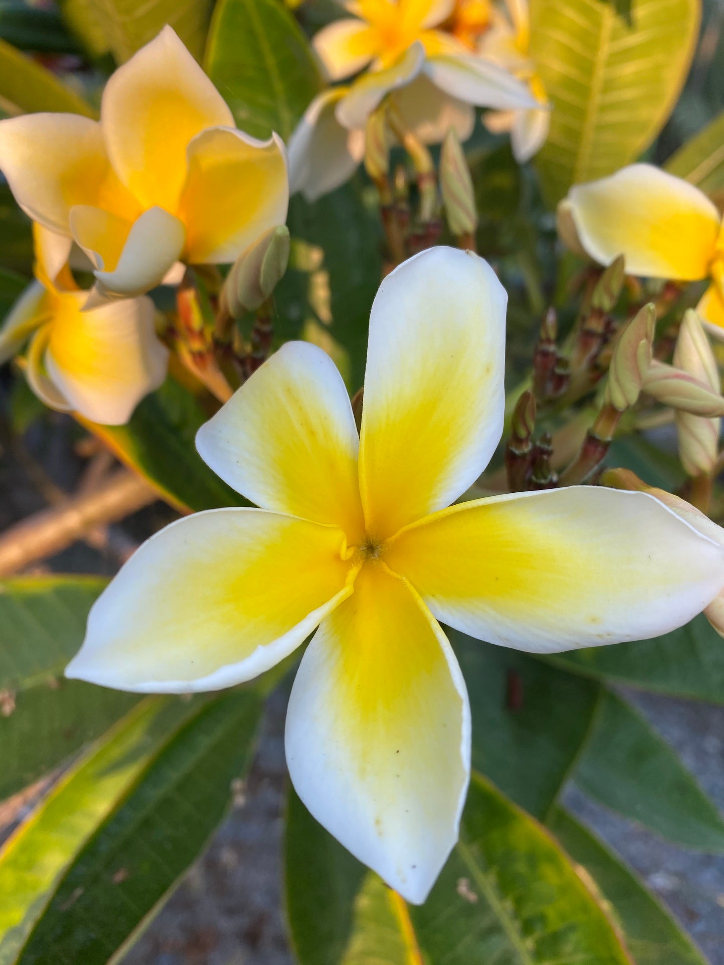 Plumeria