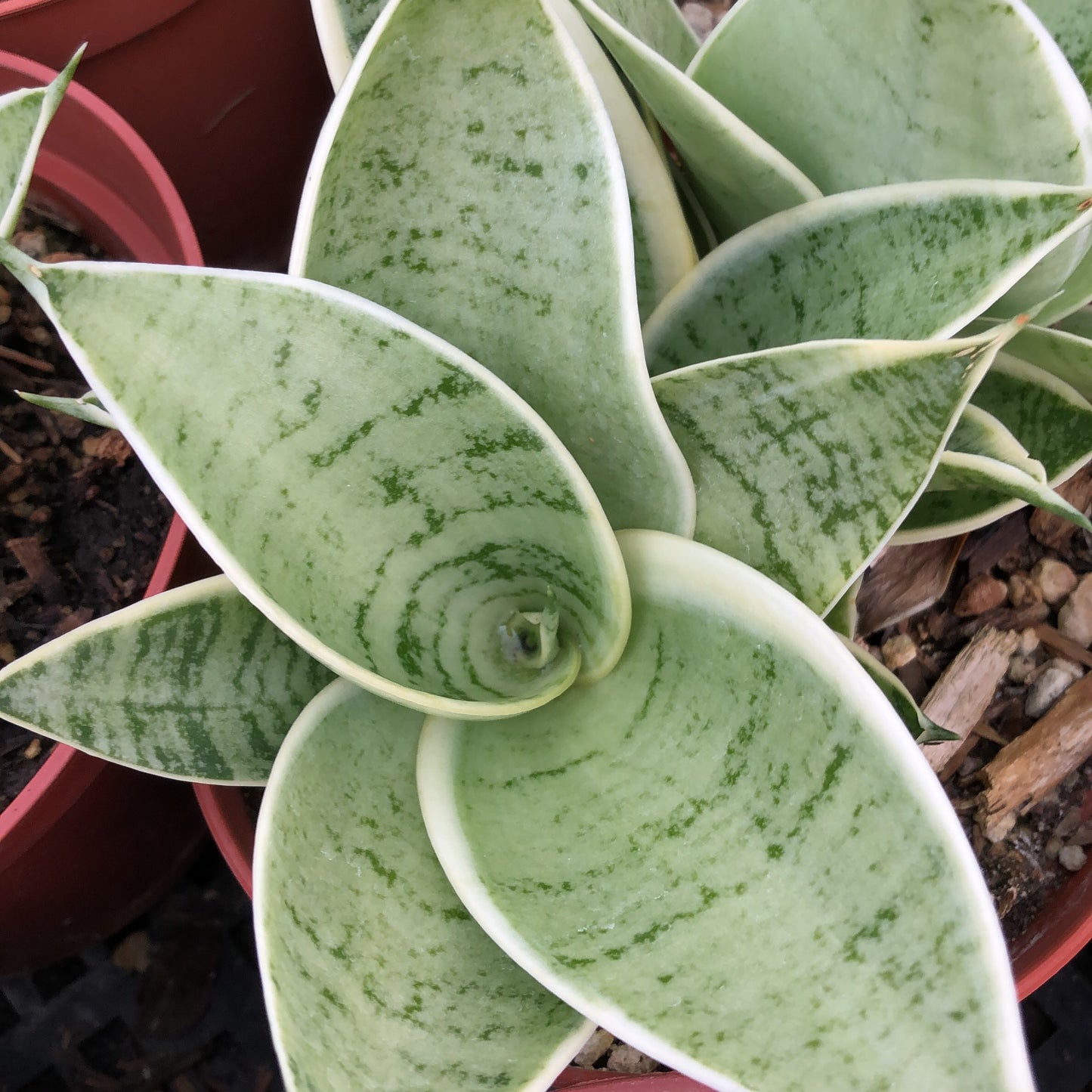 sansevieria hybrid plant Sansevieria Hybrid – Jurassic Palms