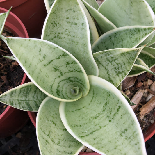 Sansevieria Hybrid