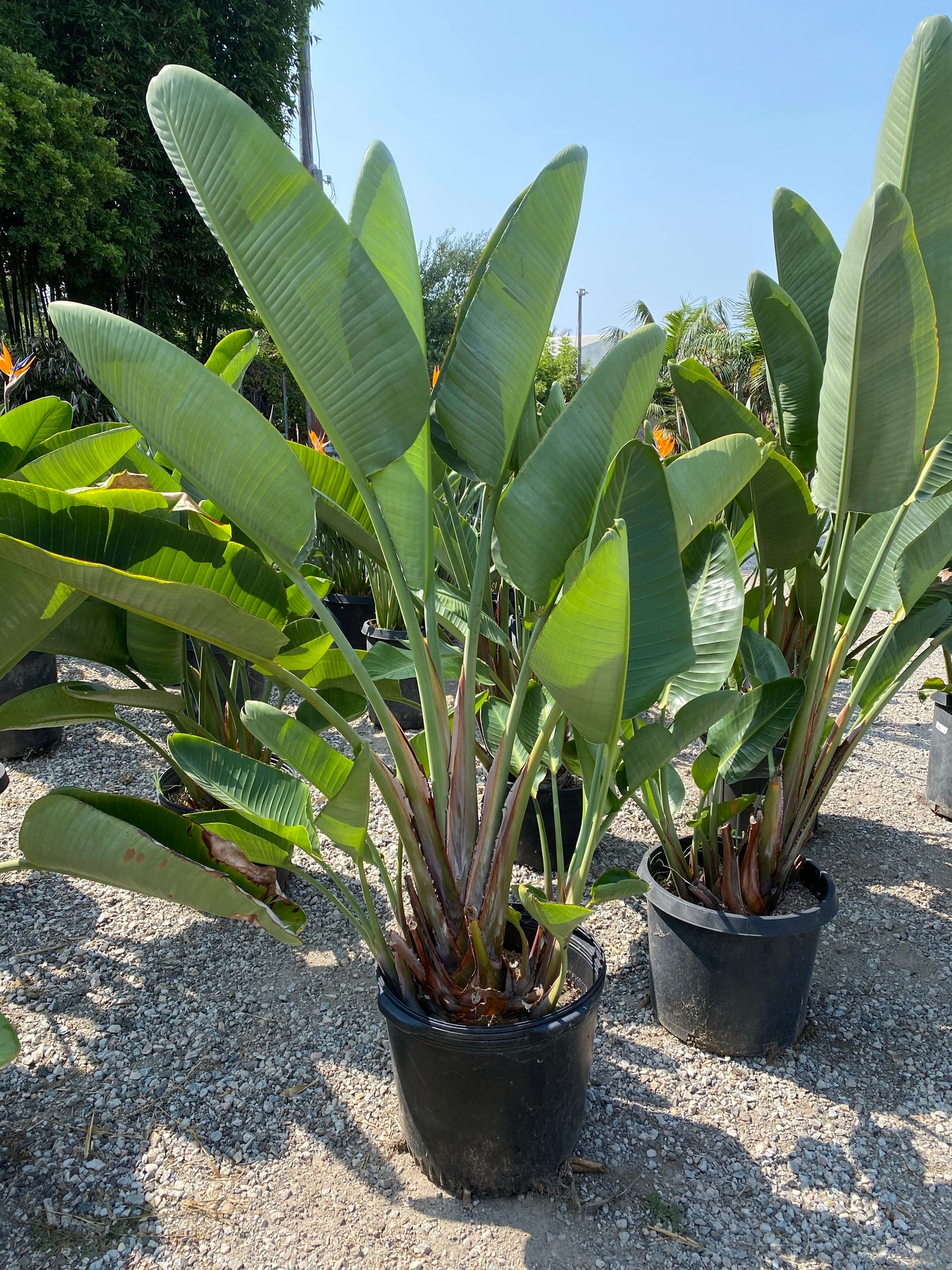 Giant Birds of Paradise