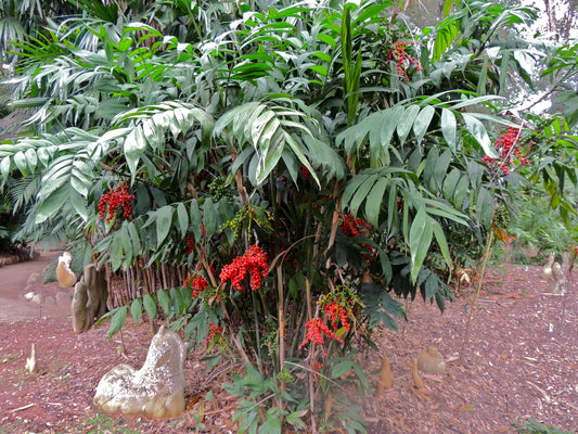 Chamaedorea Microspadix