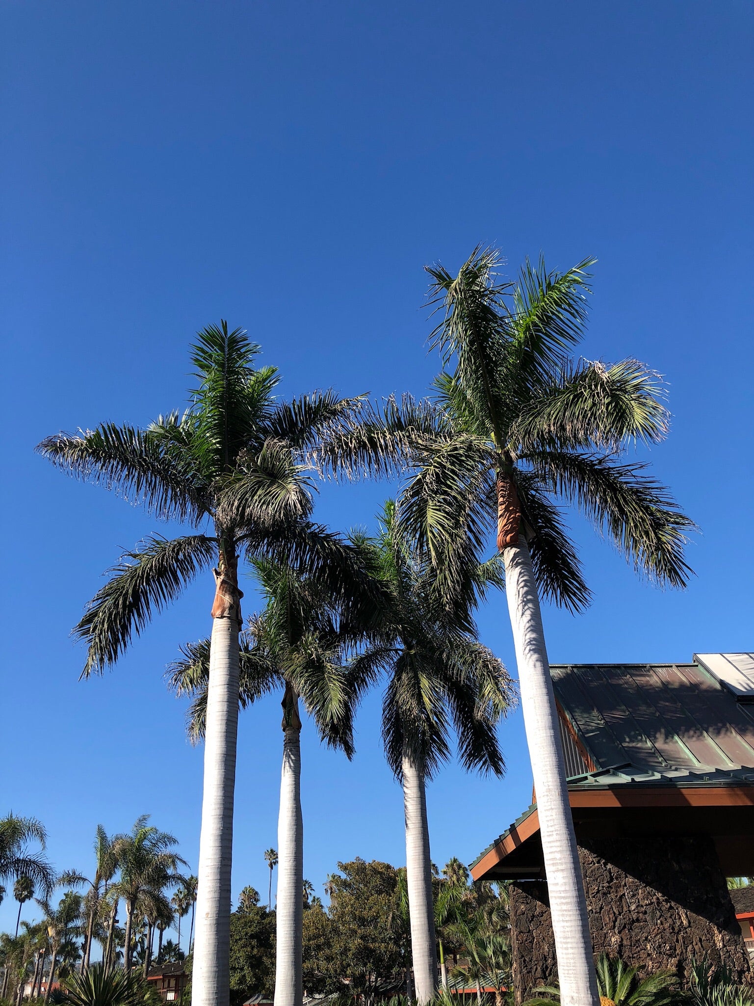 royal palm plant price Roystonea regia – Jurassic Palms