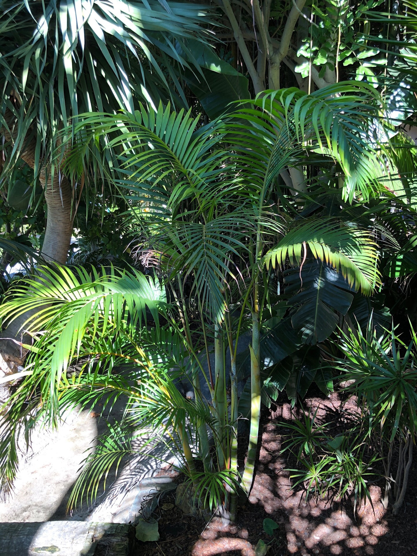 Dypsis lutescens