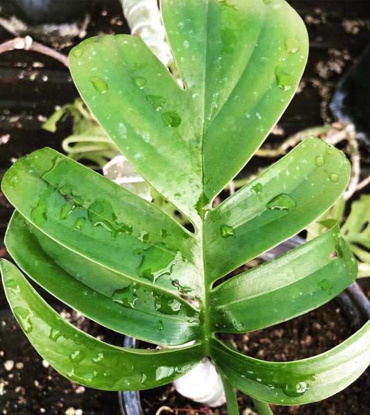 Rhaphidophora decursiva