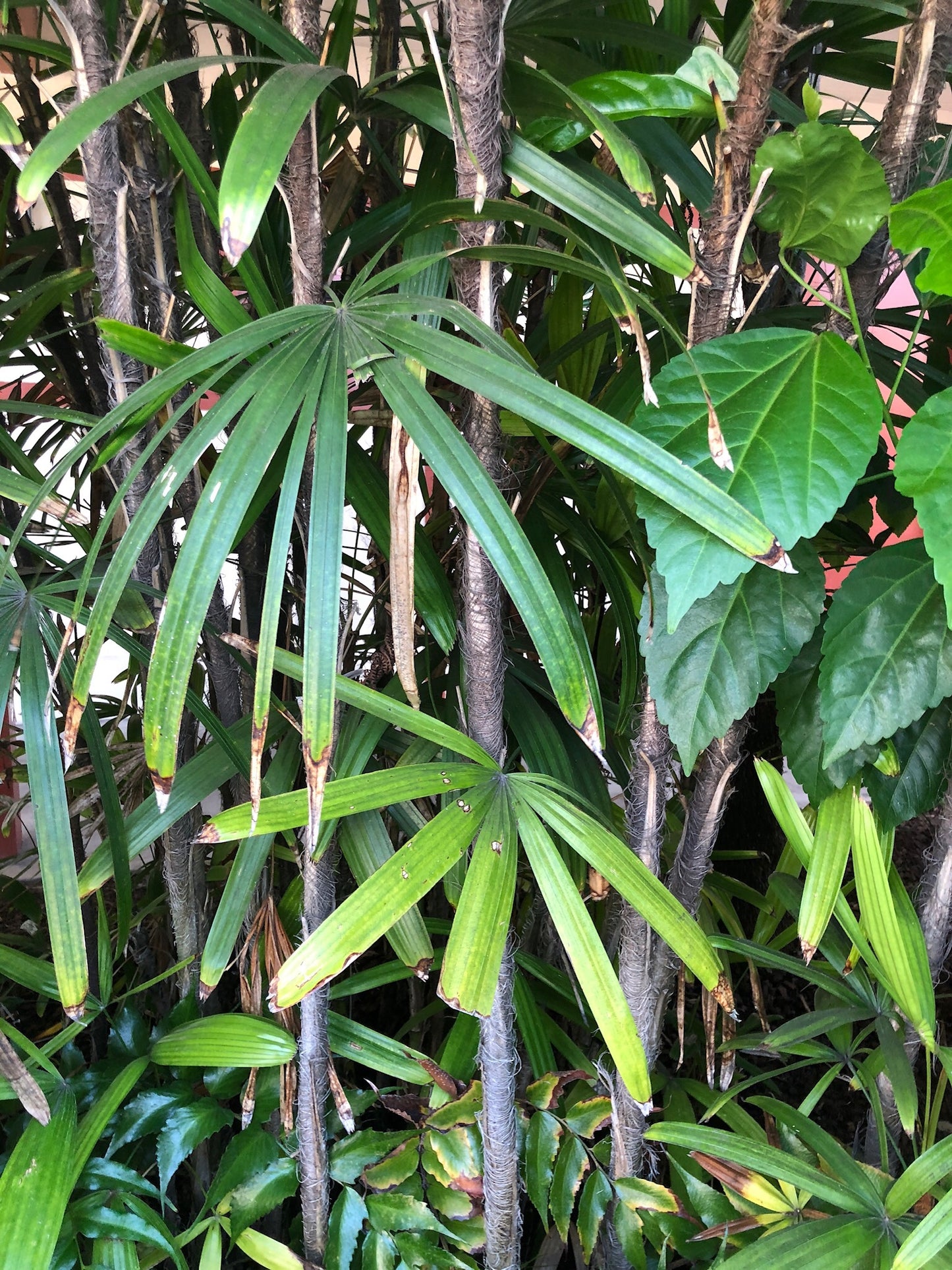 Rhapis excelsa