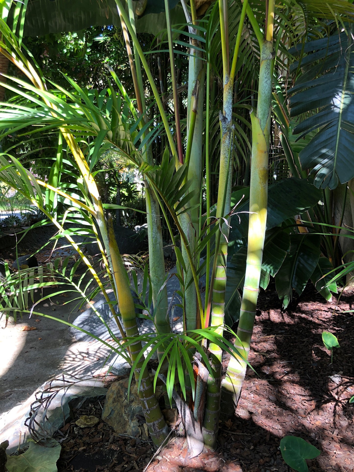 Dypsis lutescens