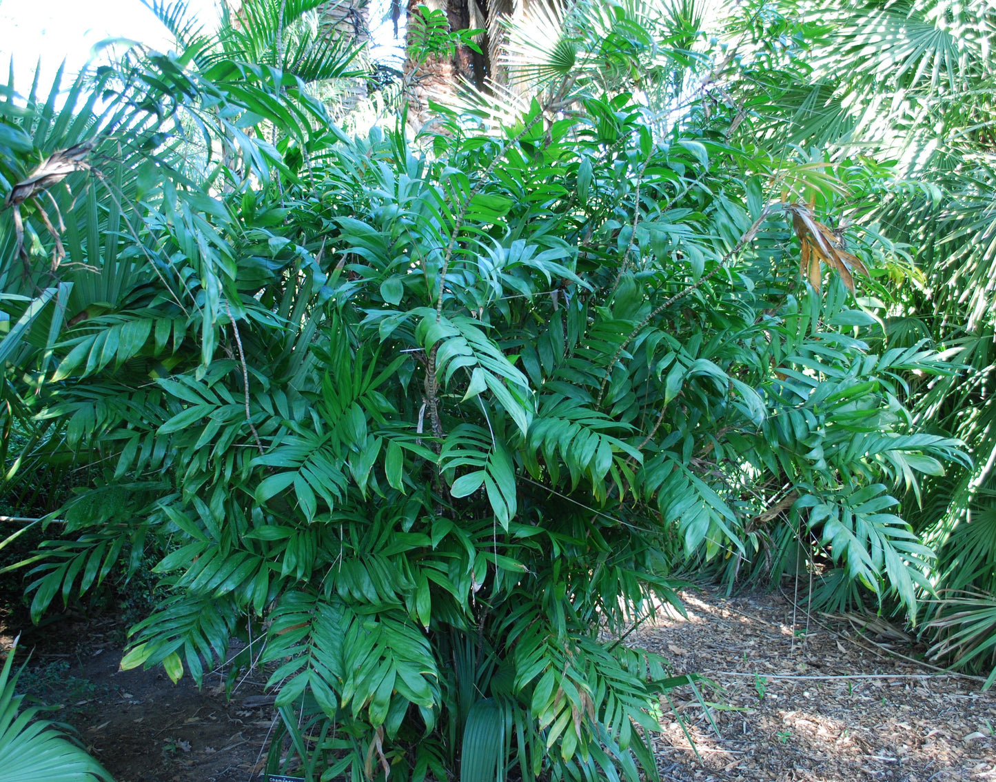 Chamaedorea Microspadix