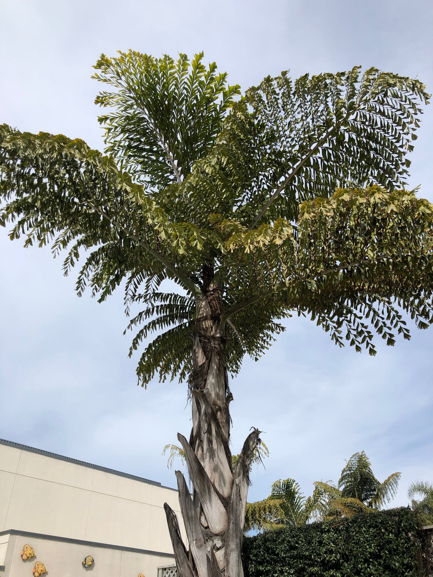 Caryota Obtusa