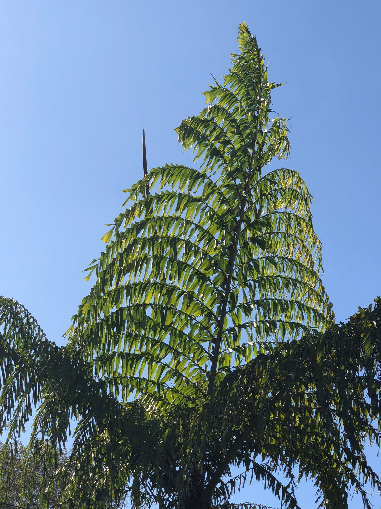 Caryota Obtusa