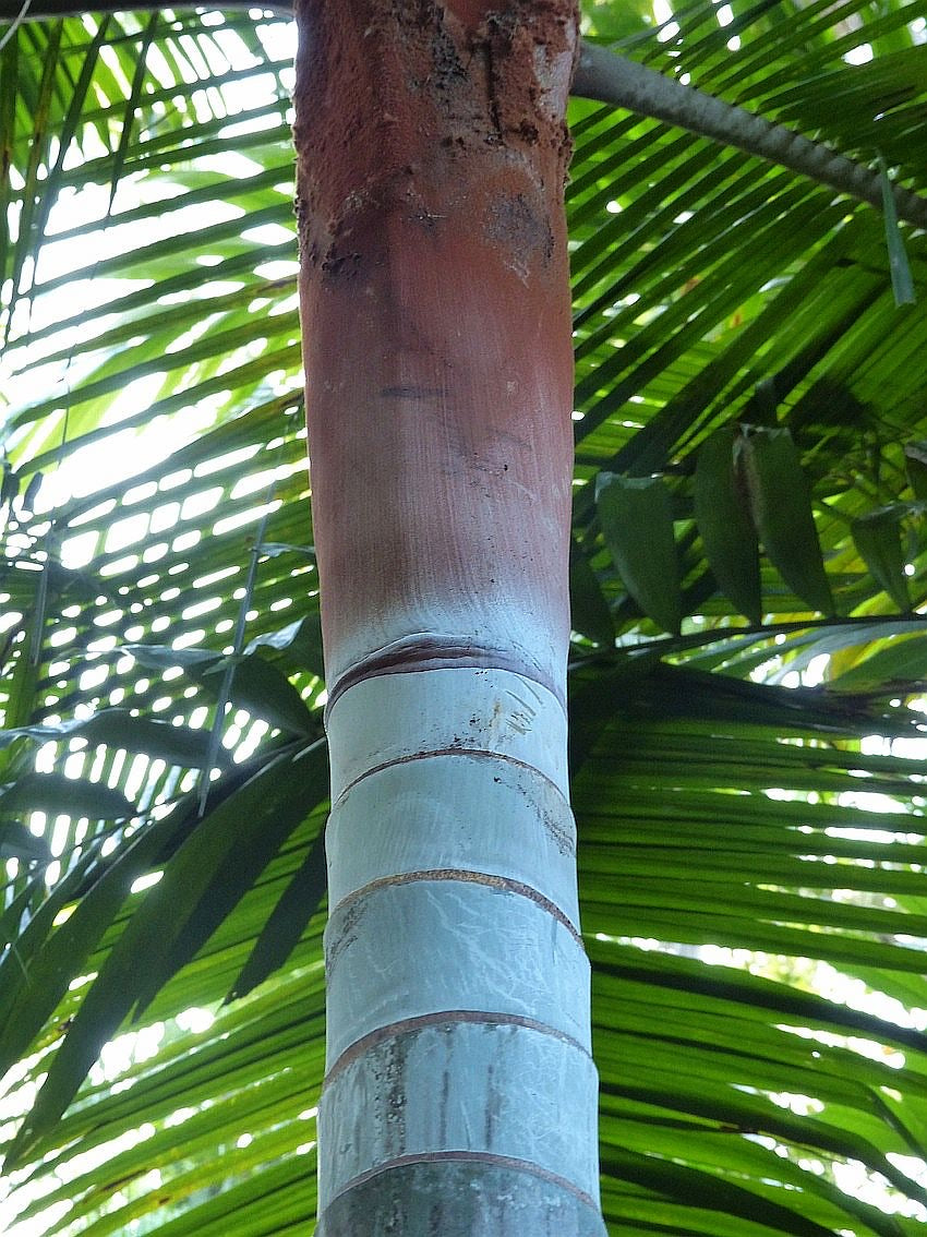 Dypsis leptocheilos