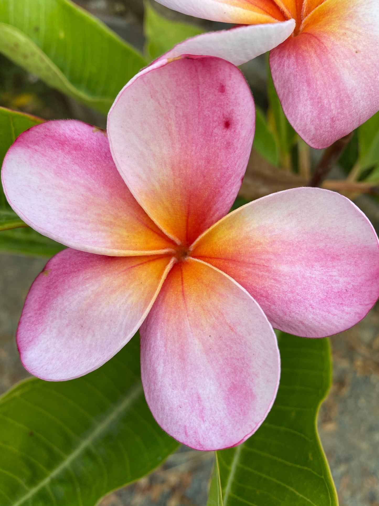 Plumeria