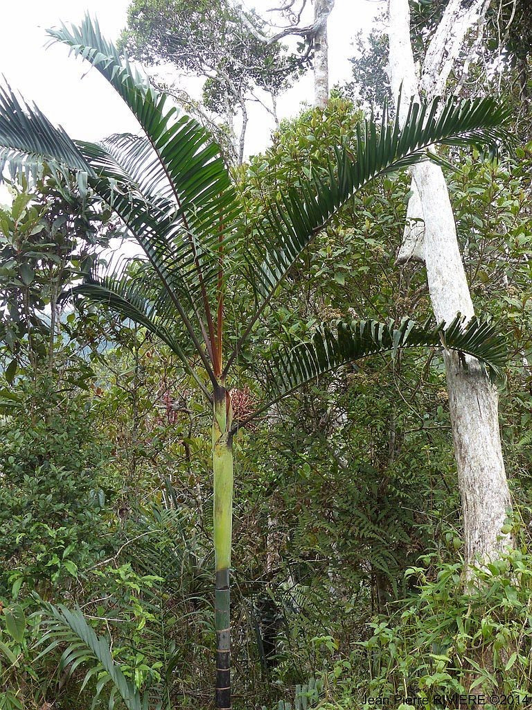 Dypsis baronii