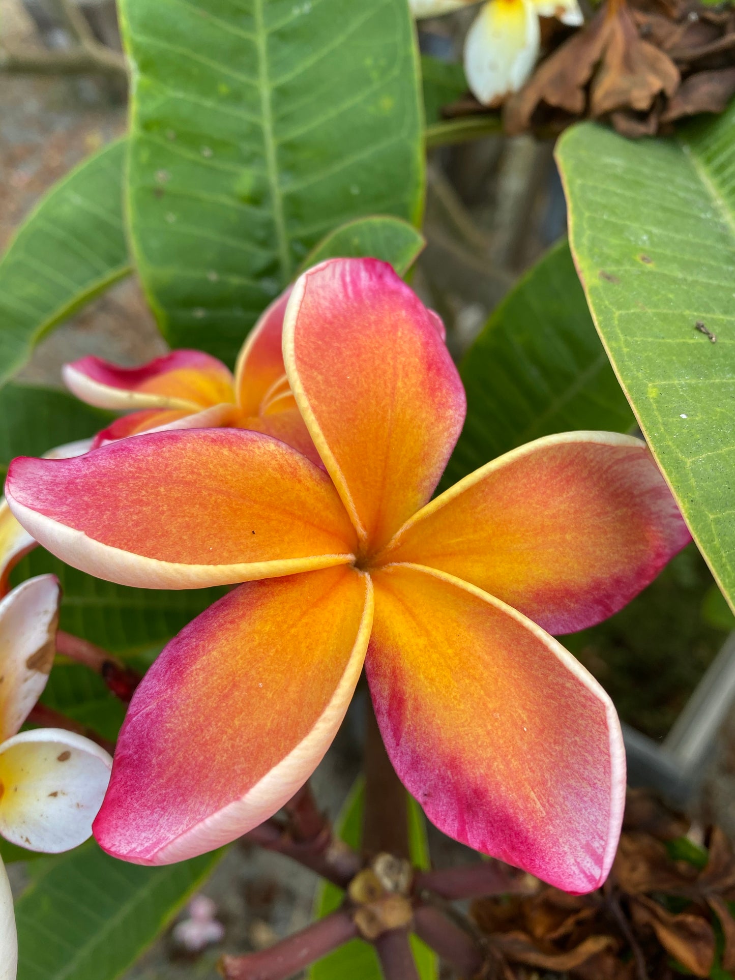 Plumeria