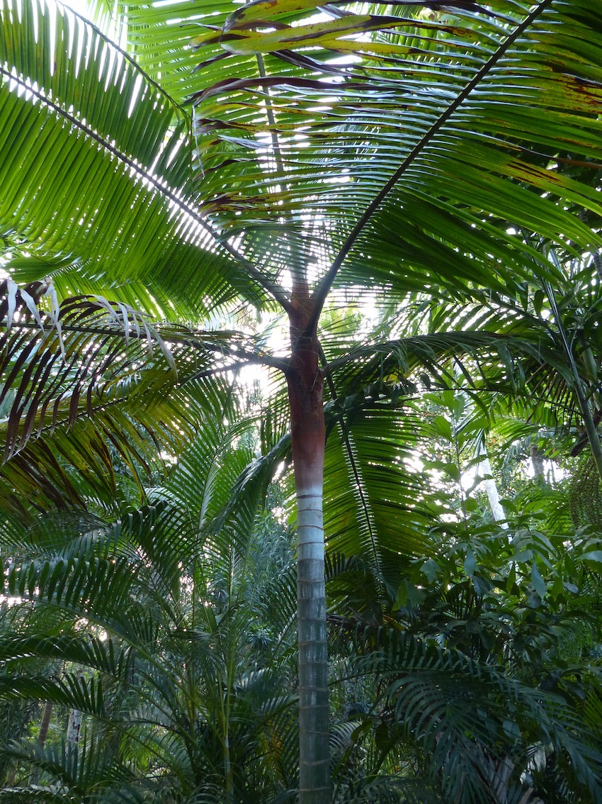 Dypsis leptocheilos