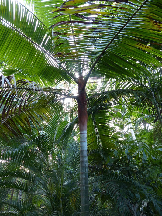 Dypsis leptocheilos