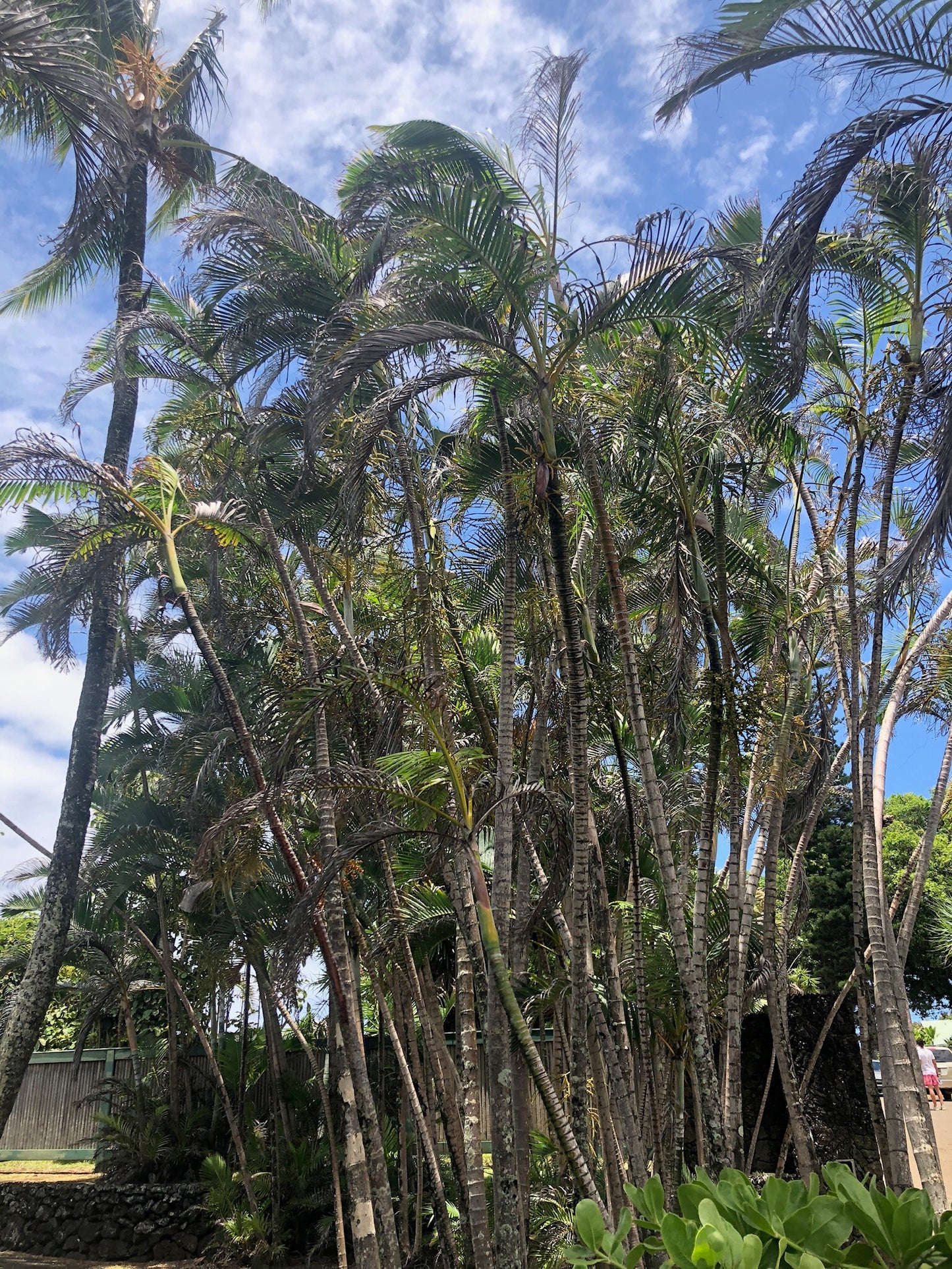 Dypsis lutescens