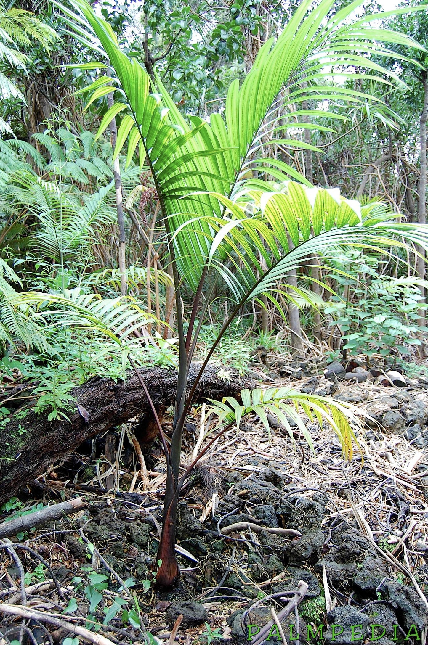 Hyophorbe Indica “red form”