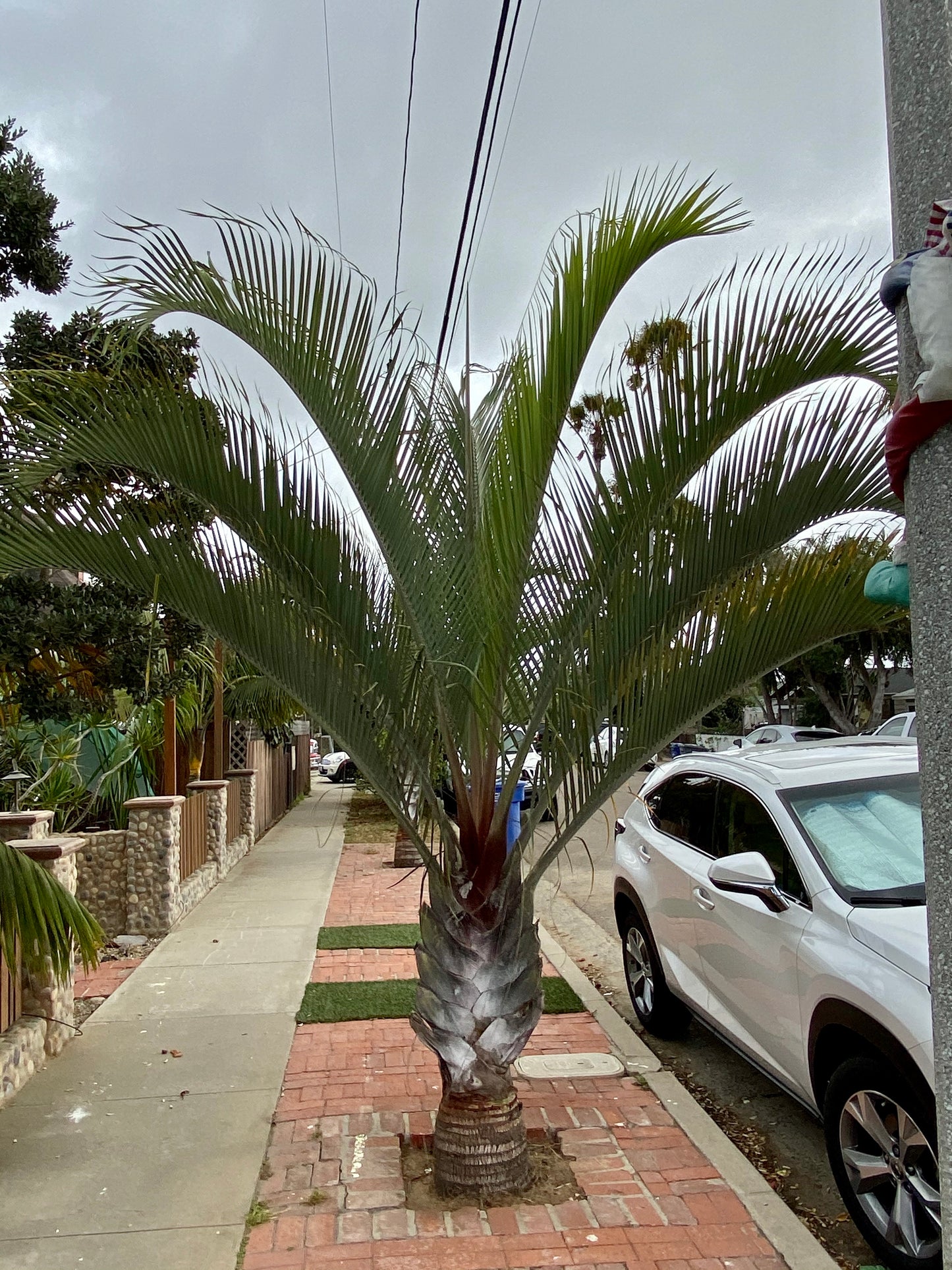 Dypsis decaryi